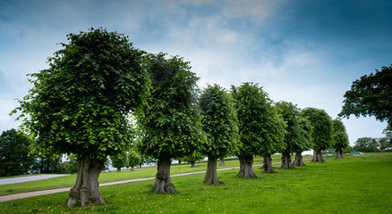 Stand of trees