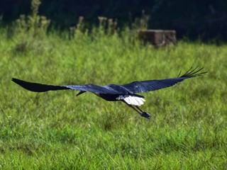 Woolly necked stork in the grass