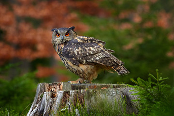 Eurasian Eagle Owl, Bubo Bubo, sitting on the tree trunk, wildlife photo in the forest with orange autumn colours, Germany. Bird in the forest, first snow in wildlife nature.
