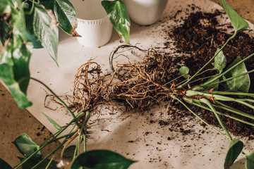 Transplanting home flowers into new pots