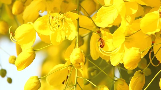 Close up  golden flower or Rajchapruek , outdoor Chiangmai Thailand