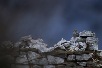 Little Owl in house window, Athene noctua, bird in old roof tile. Urban wildlife with bird with yellow eyes, Bulgaria. Wildlife scene from nature. Animal behavior in urban habitat, hidden owl.