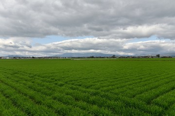 春の佐賀平野