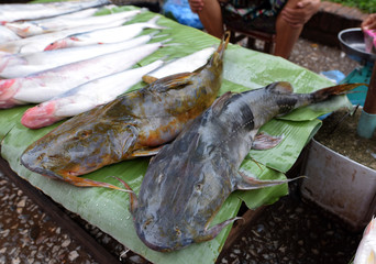 the Asian redtail catfish, is a species of catfish (order Siluriformes) of the family Bagridae.This fish is marketed fresh as a food fish.