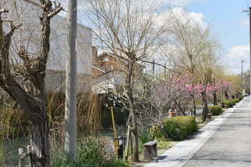 春の水郷柳川　
