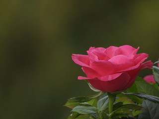 Plant of roses in a garden