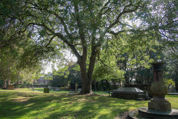 Graveyard tree