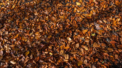 Leaves on the ground