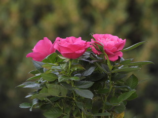 Plant of roses in a garden