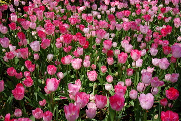 Pink and red tulip garden (ピンクのチューリップ)