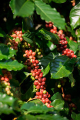 Coffee trees in the coffee garden, Arabica coffee tree species.