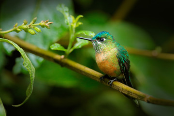Humminbird from Colombia  in the bloom flower, Ecuador, wildlife from tropic jungle. Wildlife scene from nature.Long-tailed Sylph, Aglaiocercus kingi, female.