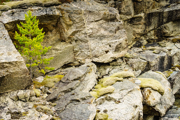 Green tree on stone rock
