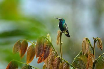 Green and blue Hummingbird Black-throated Mango, Anthracothorax nigricollis, sitting on the green vegetation in the tropic forest.