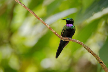 Black-throated Brilliant, Heliodoxa schreibersii, detail portrait of hummingbird from Ecuador and Peru. Shiny tinny bird, green and violet plumage. Tropic forest in Ecuador. Wildlife nature.