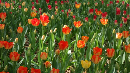 tulip gsrden (咲き誇るチューリップ)