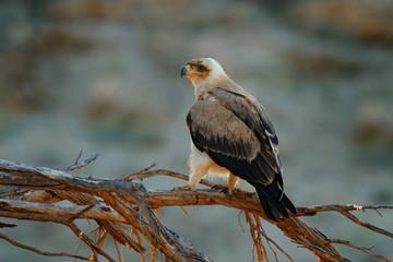 Tawny eagle, Aquila rapax, white form sitting on the branch in the African desert, Kgalagadi Transfrontir Park, Botswana, South Africa. Bird in the habitat.