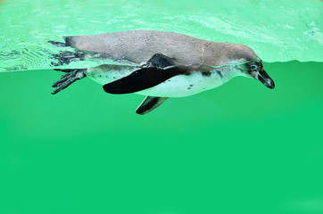 Naklejka premium The penguin swims under water