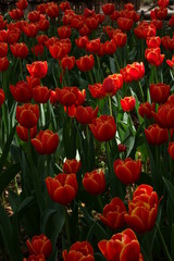 Obraz premium 咲き誇るチューリップ