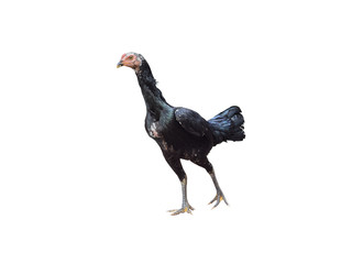 Black hen on white background, Burmese breed cock fighting, can fight a variety of forms