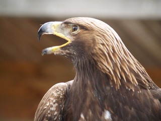 Aigle