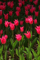 tulip garden (咲き誇るチューリップ)