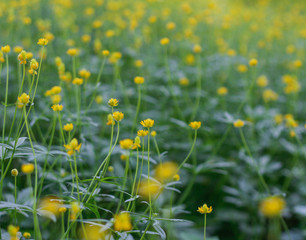 meadow with yellow flowers