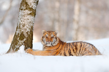 Siberian tiger, Panthera tigris altaica. Action wildlife scene with dangerous animal. Cold winter...