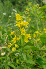 黄色い花のクサレダマ／Lysimachia vulgaris 