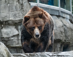 Fototapeta premium Large bear