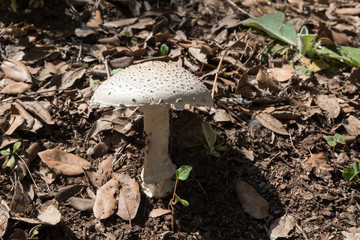 White mushroom in the forest