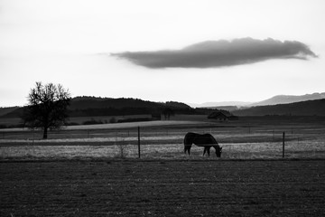 Landschaftsbild mit Pferd