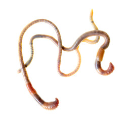 Earthworms isolated on a white