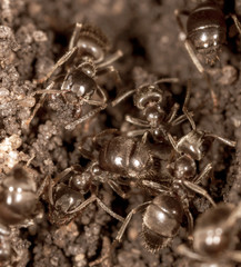 Ants crawl on the ground.