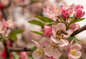 Bees continue to work on the front line among the blooming apple blossoms while people are isolated...