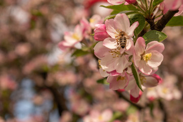 Bees continue to work on the front line among the blooming apple blossoms while people are isolated in their homes during corona virus outbreak. 