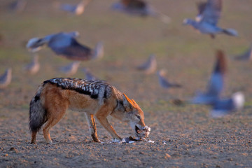 Jackal hunting birds near the waterhole, Polentswa, Botswana in Africa.  Beautiful wildlife scene...