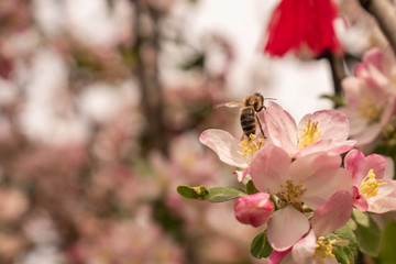 Bees continue to work on the front line among the blooming apple blossoms while people are isolated in their homes during corona virus outbreak. 