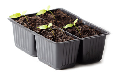 Tomatoes for seedlings on a white