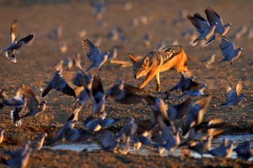 Jackal hunting birds near the waterhole, Polentswa, Botswana in Africa.  Beautiful wildlife scene from Africa with nice sun light. Jackal catch and evening sunlight.