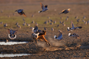 Jackal hunting birds near the waterhole, Polentswa, Botswana in Africa.  Beautiful wildlife scene from Africa with nice sun light. Jackal catch and evening sunlight.