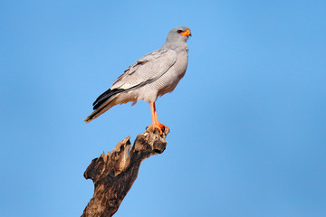 Wild Pale chanting goshawk, Melierax canorus, bird of prey from Kalahari desert hunting rodents. Colorful raptor, blue-grey bird with orange legs and beak, Kgalagadi, Africa. Hawk on the tree.