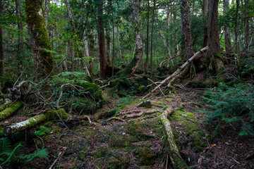 Aokigahara Forest. Suicide forest in the Mount Fuji region, Japan