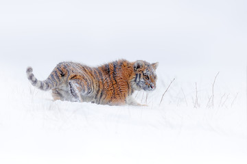 Tiger snow run in wild winter nature. Siberian tiger, Panthera tigris altaica. Action wildlife...