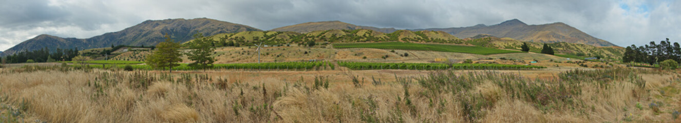 Fototapeta na wymiar Vineyard near Cromwell in Otago on South Island of New Zealand 