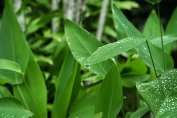 Raindrops on a green leaf. Natural hydration of plants.