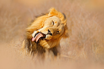 African lion. Kgalagadi black mane lion. African danger animal, Panthera leo, detail of big, Botswana, Africa. Cats in nature habitat. Wild cat in the desert habitat, sunny evening hot day.