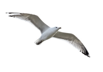 Seagull bird in flight on a white background.