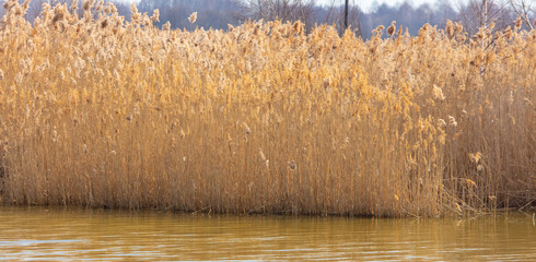 The reeds on the lake.