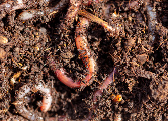 Earthworms in the ground with manure.